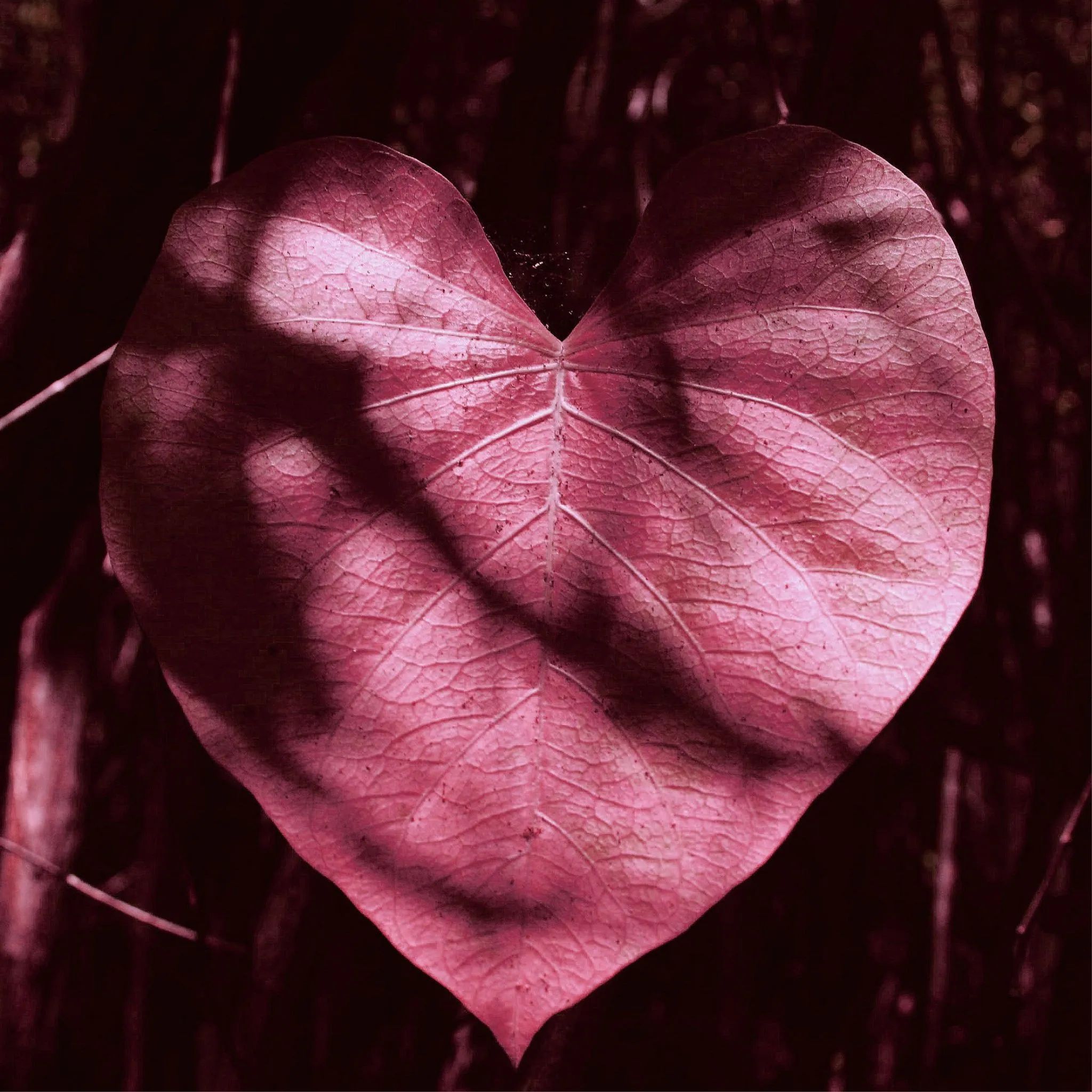 AR-05-amour-C1.jpg
